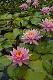 Water Lillies Water Lilies Art Water Lilly Beautiful Flowers