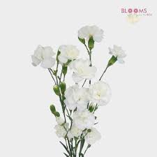 We did not find results for: White Mini Carnations Flowers Wholesale Blooms By The Box