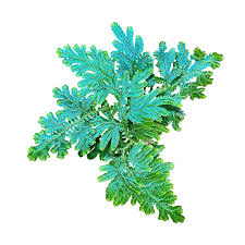 Image result for Selaginella mittenii