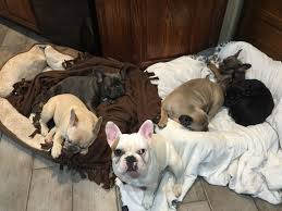 Black And Brown French Bulldog For Sale The Party Crew Lilac Blue Fawn Dark Blue Fawn Blue Blue Sable Black Tan White With Brindle French Bulldog Cute Animals Brindle