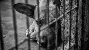 Geschlecht den vertragstext von tierschutzvertrag seite 1 u. Hunde Aus Dem Tierheim Geben Sie Einem Treuen Freund Eine 2 Chance Petplan