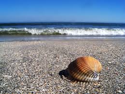 Cu focul venind spre ei cu repeziciune, oamenii nu aveau decât două posibilităţi: Imagini Pentru RÄsÄrit De Soare Femei PlajÄ Animals Snail