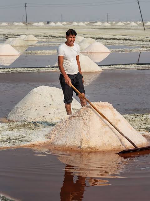 Indian Man Mining Salt on Sambhar Salt Lake. Rajasthan. India Editorial Photography - Image of india, lake: 147171037