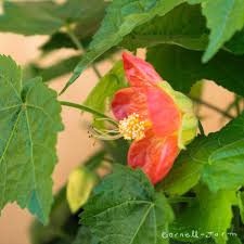 Image result for Abutilon grantii