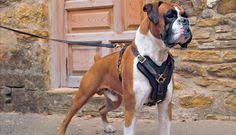 19 best leather dog harness images dog harness dogs leather