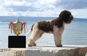 Most of our customers decide to take one of our lagotto romagnolo puppies after having visited once or even several times our kennel, got to know the parent dogs, the. Terra Incognita Lagotto Romagnolo Home Terra Incognita Lagotto Romagnolo