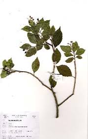 Image result for Scolopia mundii
