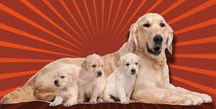 Golden Retriever Hakkinda Tum Bilmeniz Gerekenler Reitix Com
