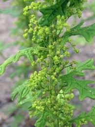 Image result for Dysphania schraderiana