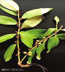 Image result for Bridelia ripicola