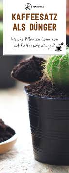Kaffeesatz Kaffeesatzalsdunger Kaffeesatz Als Dunger Kaffeesatz Als Dunger Welche Pflanzen K Coffee Grounds As Fertilizer Coffee Grounds Home Remedies