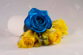 The flowers are part of the flower quest to upgrade your race to v2. Close Up Of Blue Rose And Yellow Roses Flowers Stock Photo Picture And Royalty Free Image Image 70095448