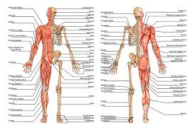 Maybe you would like to learn more about one of these? Halaman Download Memahami Sistem Rangka Manusia Alodokter