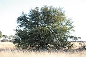 Image result for Acacia welwitschii