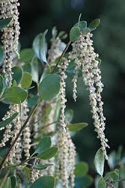 Image result for Cyphia lasiandra