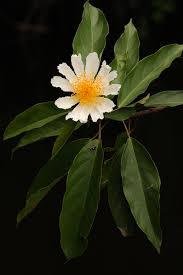 Image result for Caloncoba