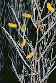 Image result for Acalypha brachystachya