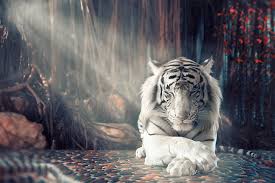 Maybe you would like to learn more about one of these? Wallpaper Harimau Putih Hd Hd Unduh Gratis Wallpaperbetter