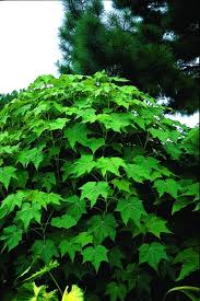 Image result for Hibiscus mutatus