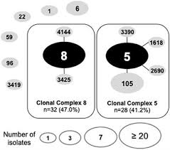 Get level 1 certified online. Frontiers Hospital Associated Multidrug Resistant Mrsa Lineages Are Trophic To The Ocular Surface And Cause Severe Microbial Keratitis Public Health