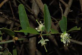 Image result for Capparis fascicularis