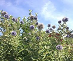 Image result for globe thistle