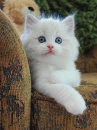 Kittens The Sweetest Cat Cats Animals Pet Shops Guzel Kediler Evcil Hayvanlar Sevimli Kedi Yavrulari