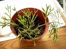 Check spelling or type a new query. Dancing Bones Cactus Hatiora Salicornioides Garden Org