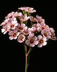 Lighter Pink Wax Flower Wax Flowers Light Pink Flowers Pink Flowers
