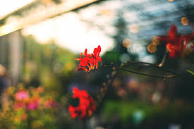 There is a vast array of blooming perennials that you can grow in your garden. Gardening Tips For The Pacific Northwest Seattle S Favorite Garden Store Since 1924 Swansons Nursery