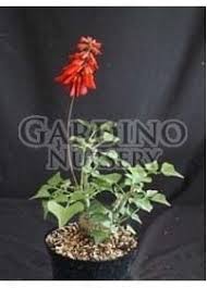 Image result for Erythrina humeana