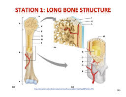 The long bone has a shaft, with proximal and distal ends. Long Bone Diagram Structures Flashcards Quizlet