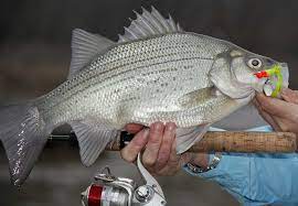 They're perfect for kids and beginners, though. The White Bass Are Here And They Re Biting