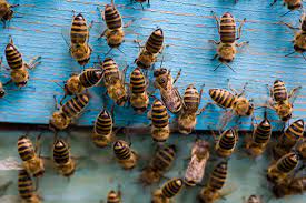 Be especially careful when dealing with bumble bees and carpenters because they can be aggressive. How To Get Rid Of Bees Terminix
