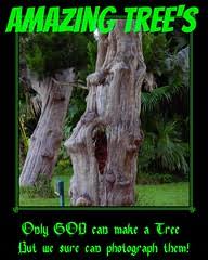 Image result for Tessmannia anomala