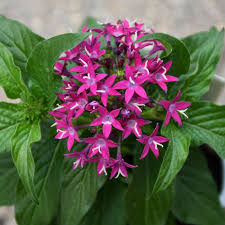 Image result for Pentas lanceolata