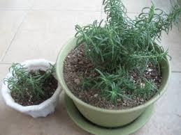 手づくり石鹸でどれだけ変われるの Em活性液 ローズマリー押木