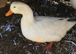 This falls under both rule one and. 12 Things You Need To Know Before Getting Your First Ducks