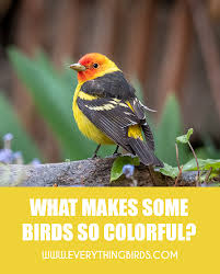 Birds Of The Same Feather Learn What Makes Bird Feathers Colorful From The Foods They Eat To The Structure Of Their Feathers Plus Discover W In 2020 Backyard Birds Backyard Chickens Backyard