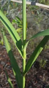 Image result for Nesaea rautanenii