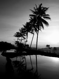 Sunset sangat cocok diabadikan karena menghasilkan suasana yang dramatis pada pemandangan di sekelilingnya. Menikmati Pemandangan Matahari Terbenam Di Sawah Matahari Terbenam Pemandangan Matahari