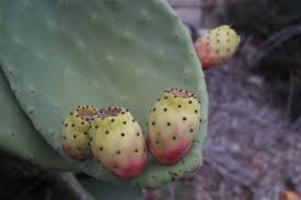 Prickly pear cactus has large flat leaves, which are actually a modified portion of the stem of the plants, that are often referred to as cactus pads. The Prickly Pear And Watermelon Maltese Sunset Smoothie My Shoes Abroad