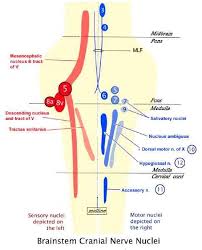 The most lateral nuclei in the brainstem are somatic sensory and special somatic sensory nuclei. Brainstem Nuclei Cranial Nerves Neurology Anatomy And Physiology