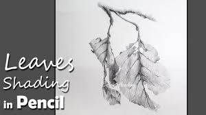 Pencil Drawing Techniques How To Shade Leaves In Pencil Youtube Flower Drawing Tutorials Drawing Techniques Flower Drawing
