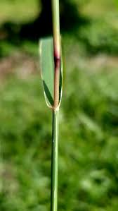 Image result for Dinebra retroflexa