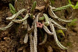 Image result for Huernia hislopii