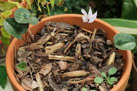 Cyclamen cilicium is a species of flowering perennial plant in the family primulaceae. Cyclamen Cilicium Was Bluht Jetzt