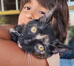 New cat tree. Queen of the castle.