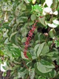 Persicaria Virginiana Painter S Palette Painters Palette Plants Large Plants