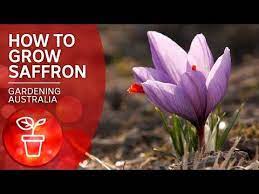 How To Grow The Most Expensive Spice In The World Wow To Gardening Australia Youtube Growing Crocus Flower Australia